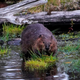 Illustration for article titled Internet Outage in Canada Blamed on Beavers Gnawing Through Fiber Cables